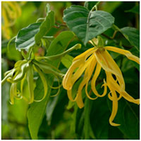 Tinh dầu ngọc lan tây